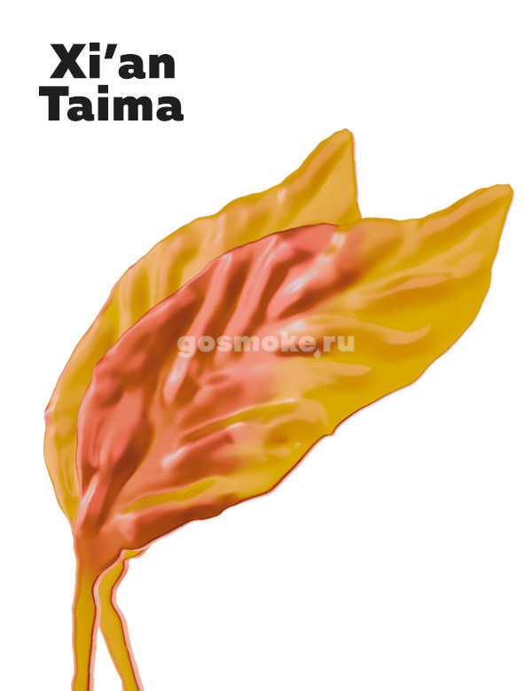 Xian Taima Golden Virginia Xian Taima Golden Virginia
