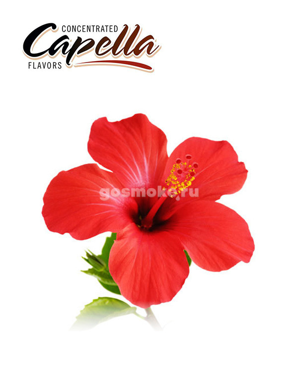 Capella Hibiscus Capella Hibiscus