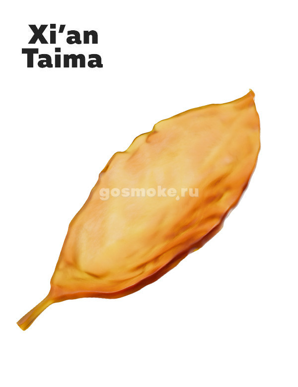 Xian Taima Virginia