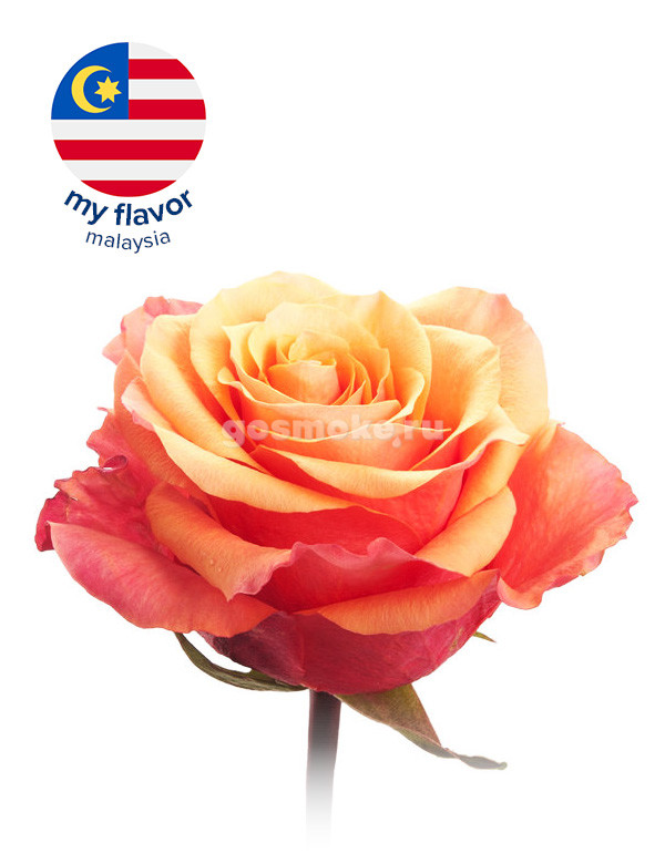 My Flavor Malaysia Rose My Flavor Malaysia Rose